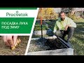 Посадка ЛУКА ПОД ЗИМУ. Самая полная информация о посадке лука под зиму