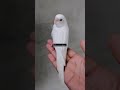 albino budgie right from the nest