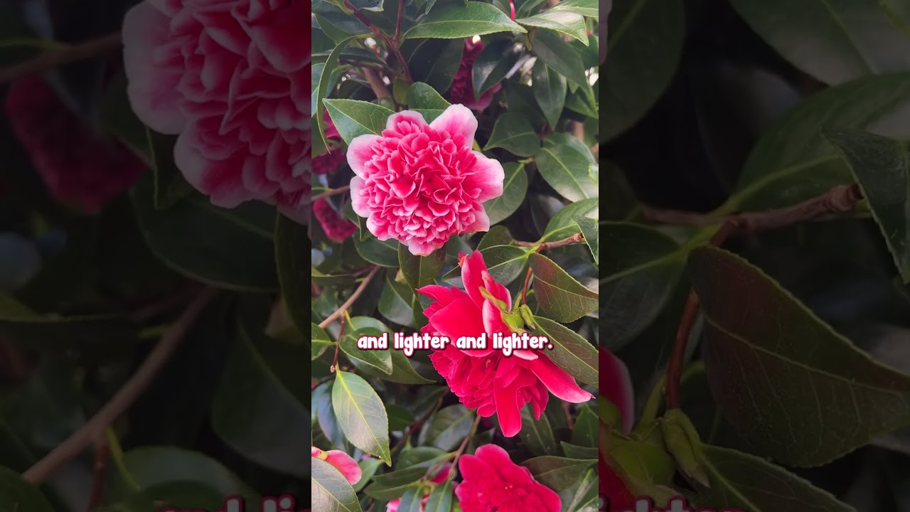 The Volunteer Camellia is truly a showstopper! 🌺