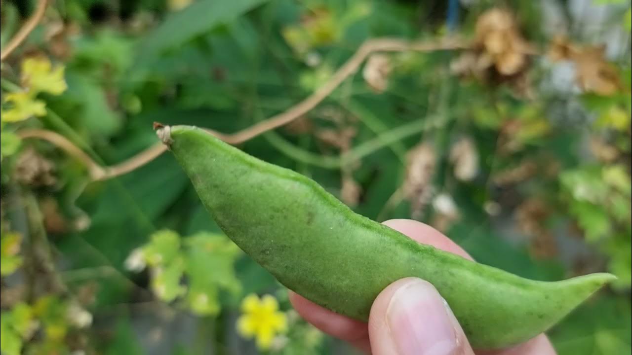 LIMA BEANS BUTTER BEANS SA TAGALOG PATANI YouTube