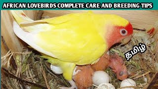 African love birds complete care, disease curing and breeding tips in tamil...
