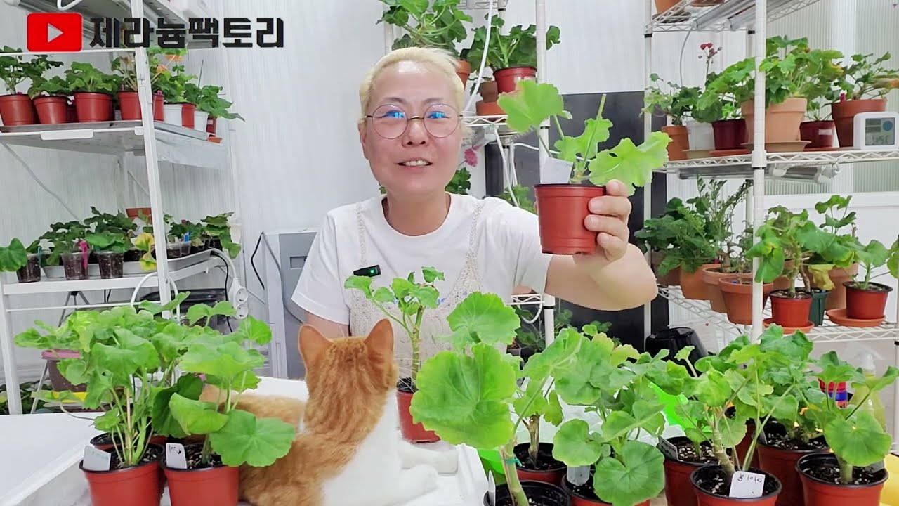 15개에 5만원 여름 제라늄셋트!