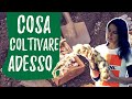 Orto a NOVEMBRE: semine e trapianti