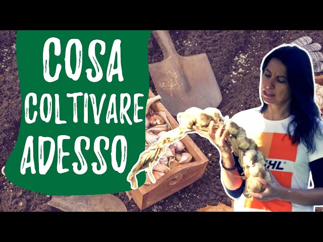 calendario orto novembre