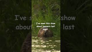 Is this punny 😝? comments👇 #shorts #pun #punfunking #shortvideo # #comedyshorts #beavers