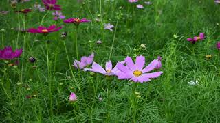 Cosmos Flower Field in Japan