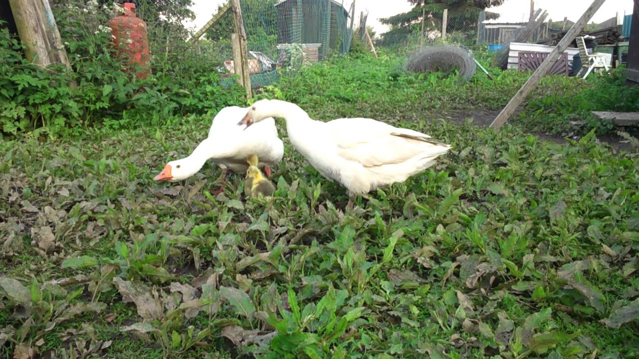 Geese protecting baby gosling