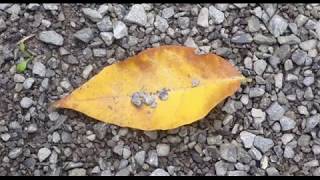 Shahada Book Trailer