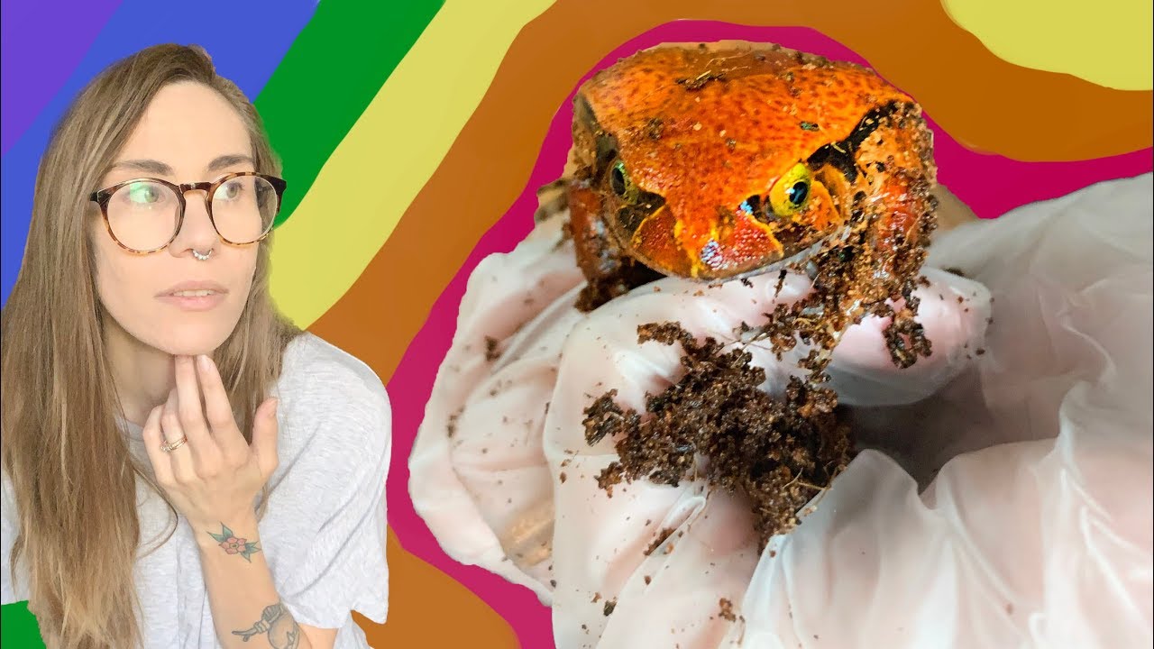 I said I would NEVER get ANOTHER FROG but ..