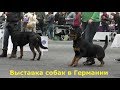 Выставка собак в Германии! Часть первая.