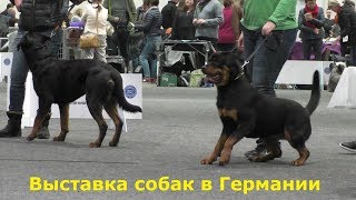 Выставка собак в Германии! Часть первая. Выставка собак в Германии! Часть первая.