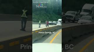 Good Samaritans help moose family over highway median in B.C.