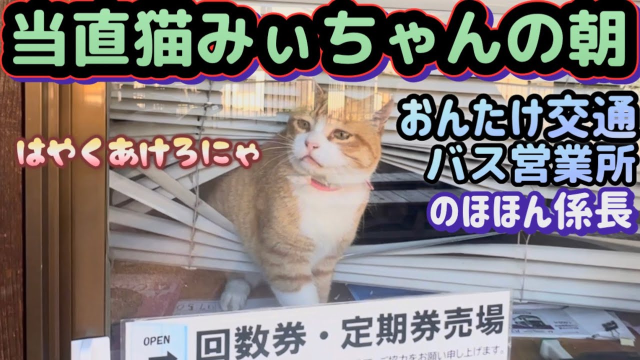 Morning Series of Mi-chan the Community Cat Episode 4