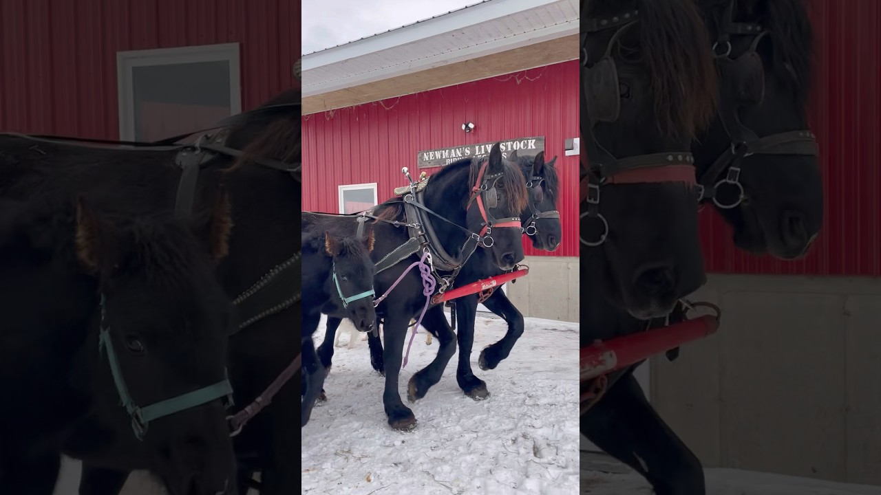 Baby goes to work! #horse #percheron #workhorse #work #equestrian #farm #fun #farmanimals #farming