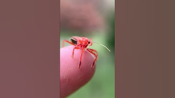 ASSASSIN BUG With A SHOCKING SURPRISE! #assassinbug #assassin #bug