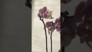 Orchid Mantis catches and eats a fruitfly