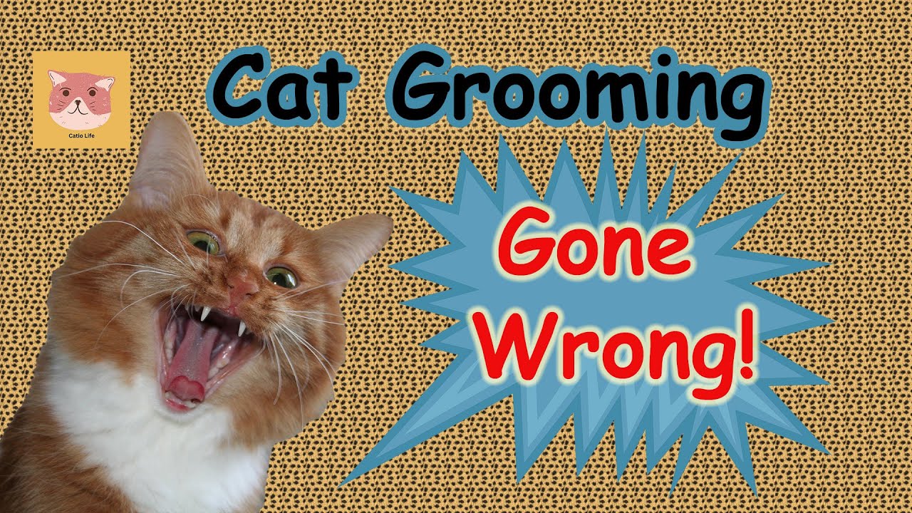 Cat Grooming Gone Wrong