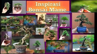 Inspirasi Bonsai Mini // Mame Bonsai // (Kumpulan bonsai Mini)