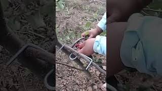 Fixing process of branches of fruit trees with creative tools