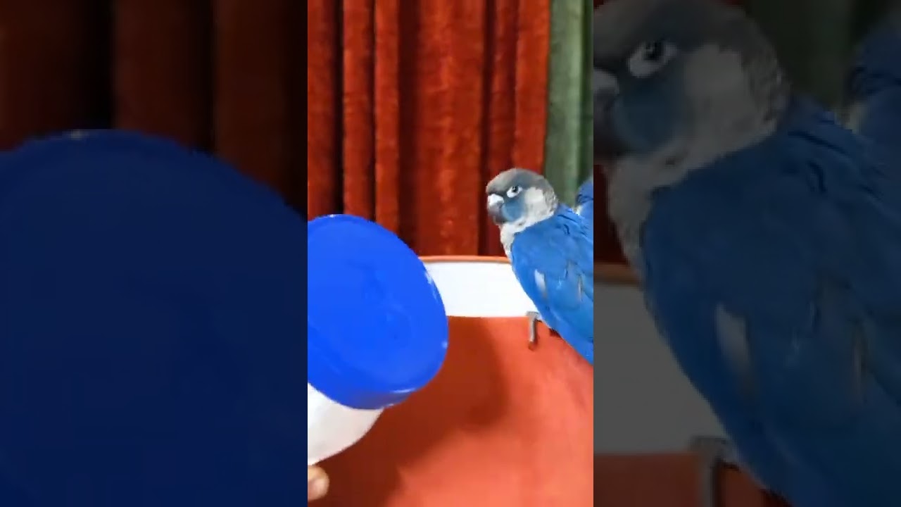 Df violet greencheek conure