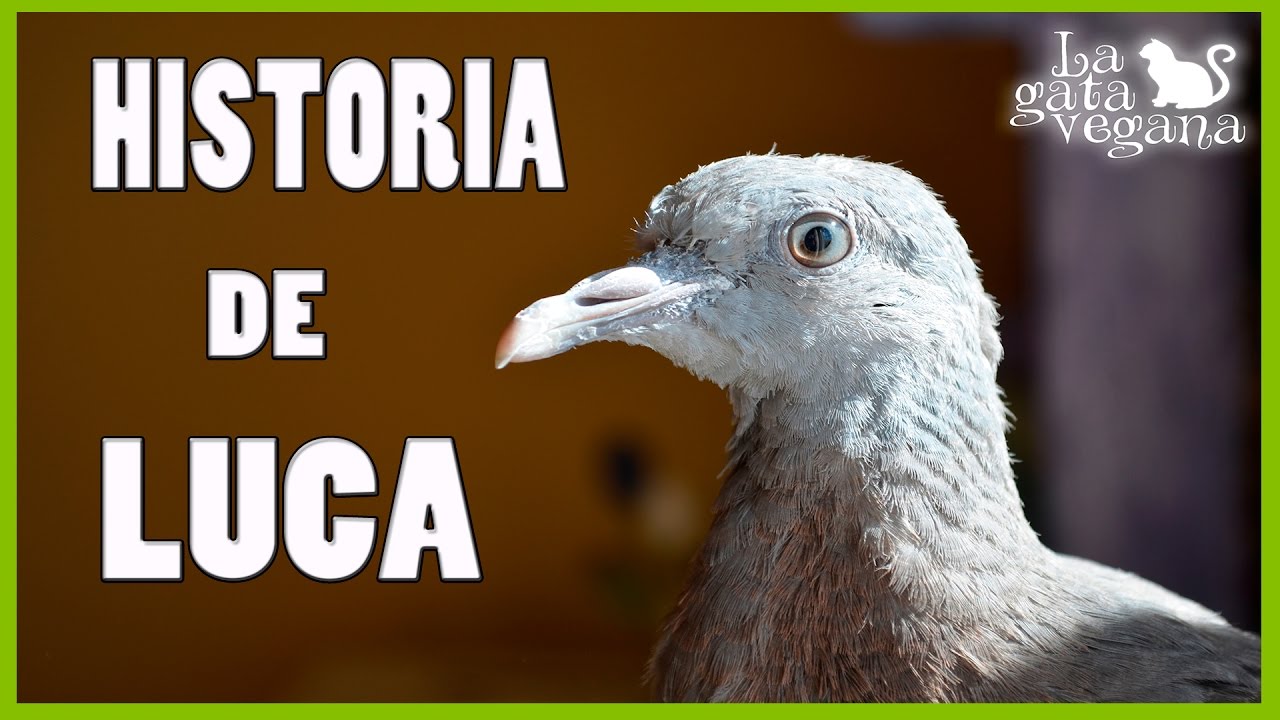 RESCATANDO UNA TORCAZ DE LA CALLE | PICHÓN DÉBIL | LOS PRIMEROS DÍAS EN CASA  Y SUS CUIDADOS 1/2