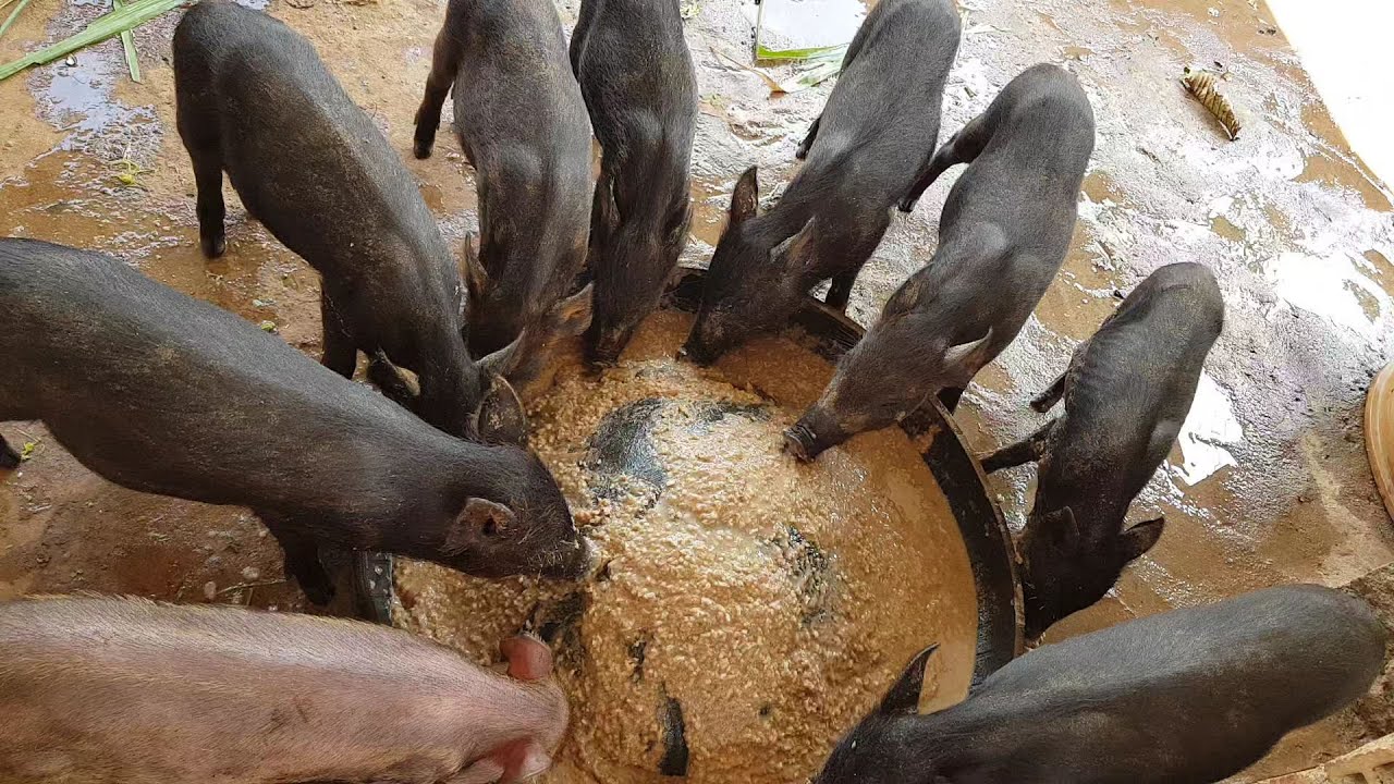 Cách Phối Trộn Thức Ăn Cho Heo Con HIỆU QUẢ || FEED FOR PIGS