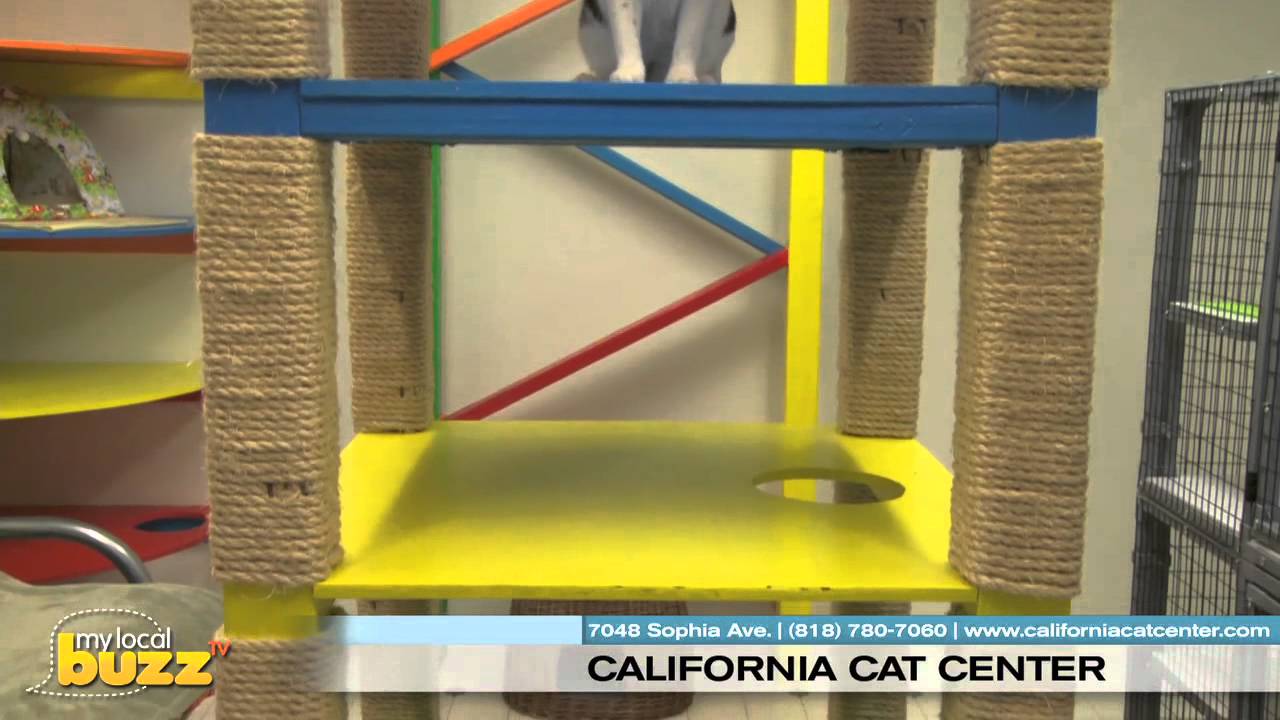 MyLocalBuzzTV California Cat Center Van Nuys YouTube
