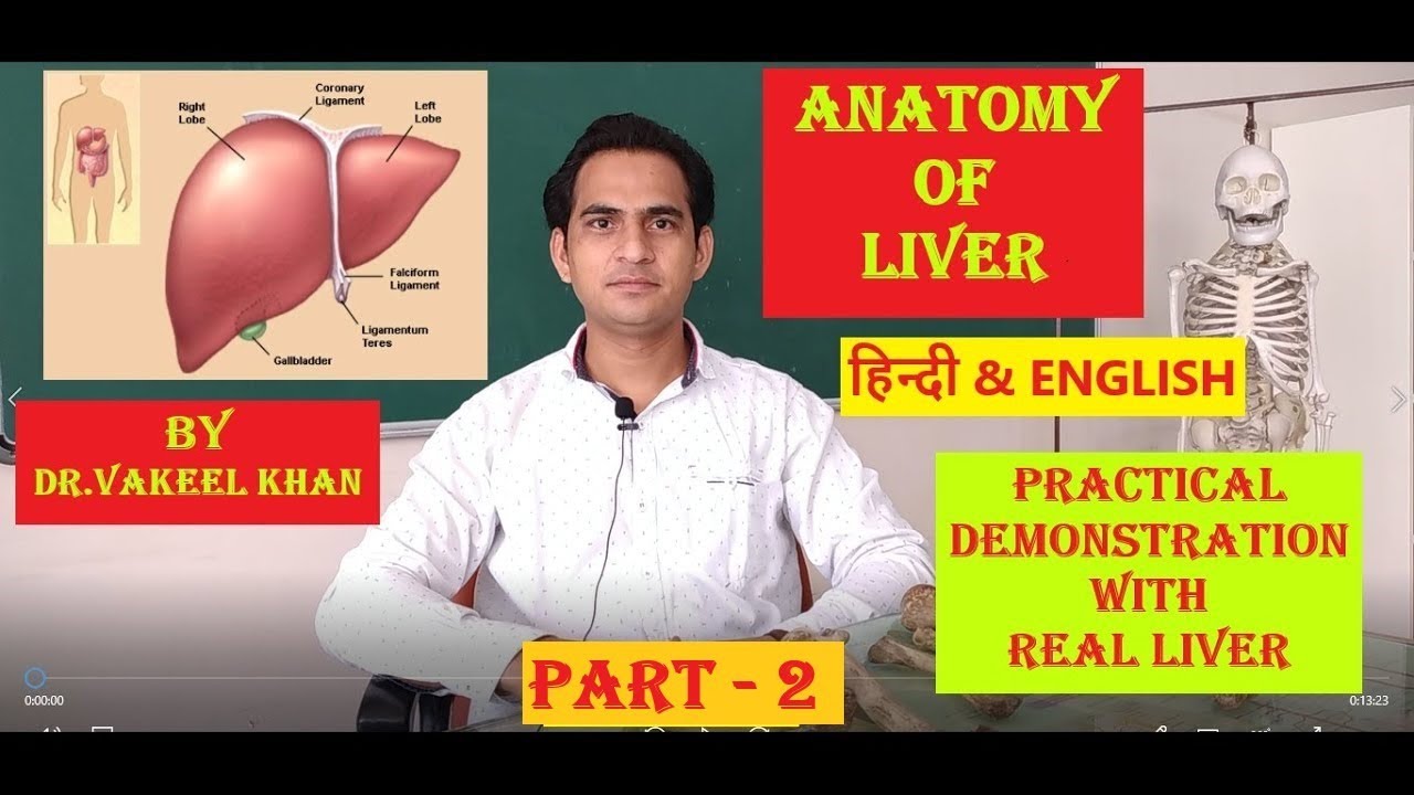 ANATOMY OF LIVER IN HINDI PART2 PRACTICAL DEMONSTRATION OF REAL LIVER FOR VIVA NOTES OF