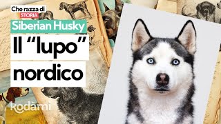 Cosa devi sapere sul Siberian Husky: caratteristiche e storia della razza nordica