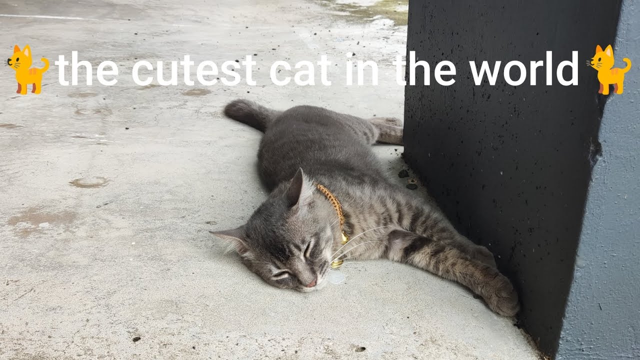 The Cutest Cat In The World 🐈🐈