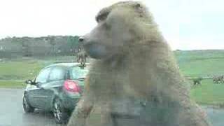 Destructive monkey