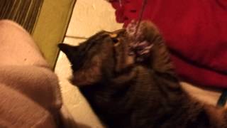 Il miglior gioco per il gatto screenshot 3