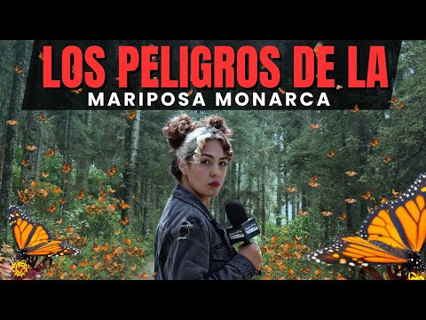 EL LADO OBSCURO de la MARIPOSA MONARCA - Ruido Social