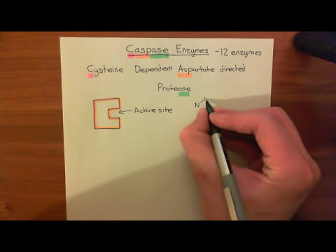 Introduction to Apoptosis - The Caspase Enzymes Part 1