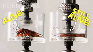 Cockroach vs. Hydraulic Press: Who Wins? | Deep Look