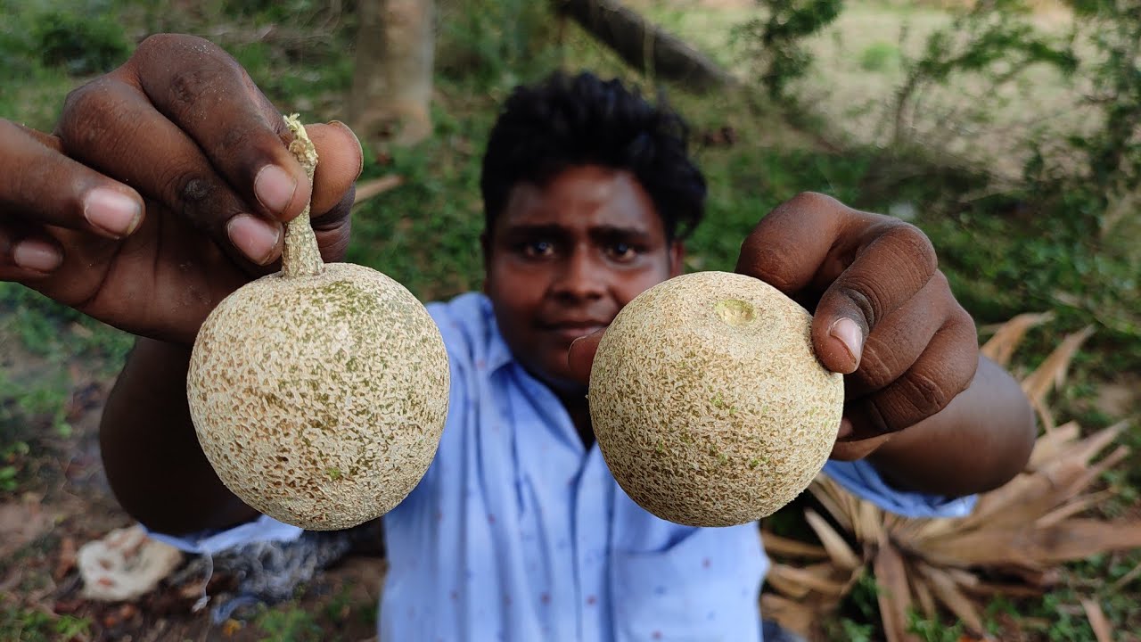 Wood Apple Huntingவிளாங்காய் வேட்டைWood Apple ToastingVillage Food