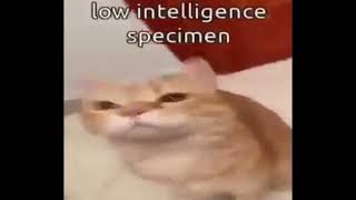 Low Intelligence Specimen