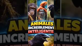 #animalesinteligentes #curiosidades #datoscurisos #sabiasque