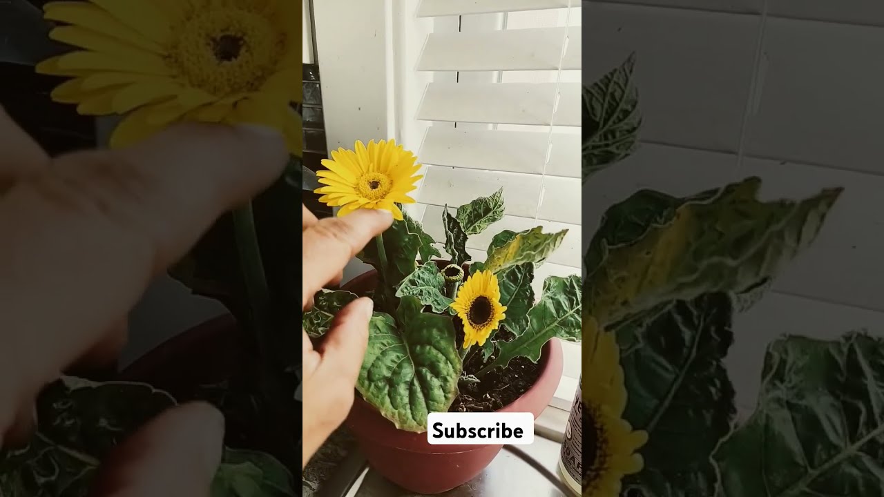 These Gerber Daisies Been Alive For About Five Years Gerberdasies