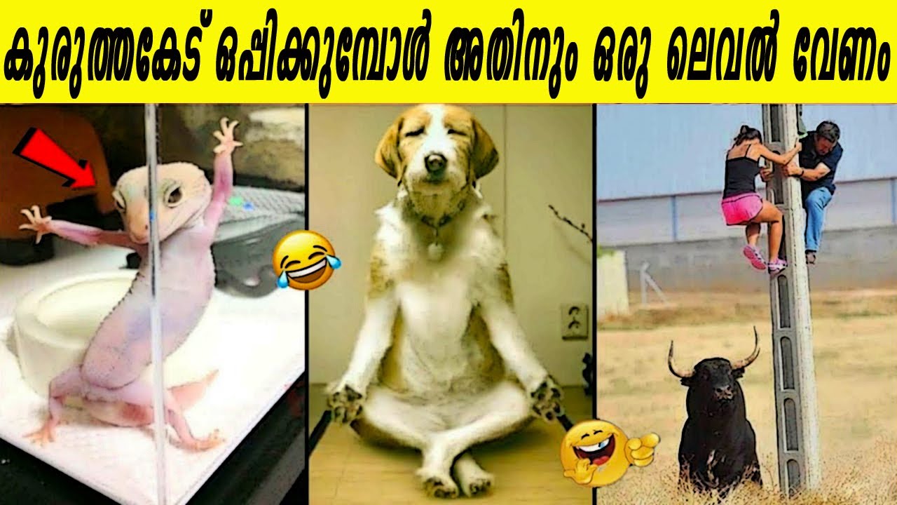 റോസപ്പൂവിലെ നീലപാമ്പും ഒളിച്ചു കളിക്കുന്ന താറാവും കടുവയും :ക്യാമറയിൽ പതിഞ്ഞ മൃഗങ്ങളുടെ വേലത്തരങ്ങൾ