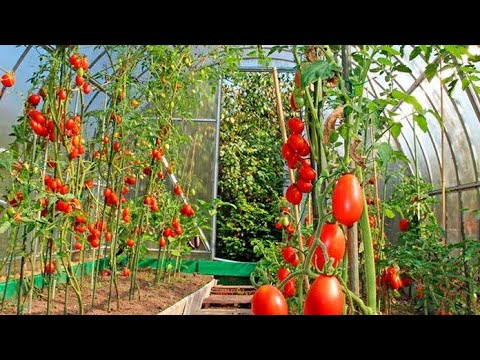 სათბურის შესყიდვა სათესლე პომიდორისთვის.
