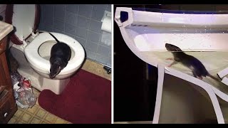 12 minutes in the bathroom PLAYERUNKNOWBATTLEGROUND PUBG 12 MIN CAMPER