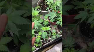 Found two Nice males in the tent !!  #420 #weed #green #high #cannabiseducation #hightimes #green