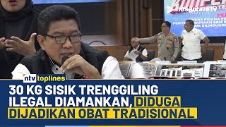 Konservasi Sumber Daya Alam Hayati, Polisi Berhasil Amankan 30 Kg Sisik Trenggiling Ilegal | NTV