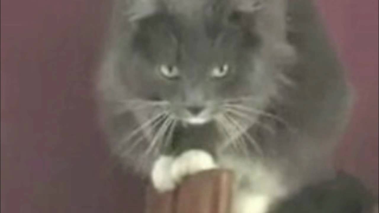 Yelling at cats remix 