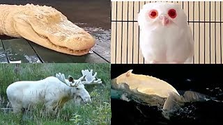 28 АЛЬБИНОСА СНЯТЫХ НА КАМЕРУ 2019! ! ! 28 АЛЬБИНОСА СНЯТЫХ НА КАМЕРУ 2019! ! !