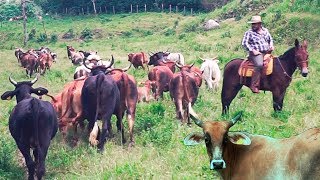 ¡¡UN PARAISO EL CRIADERO DE TOROS DE RANCHO EL AGUAJE!! LA PRIMERAS CRIAS DE LA FABRICA DEL REPARO