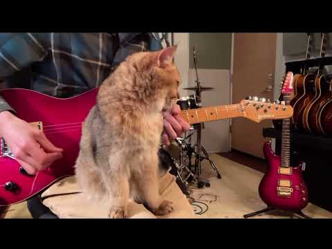 Paul Gilbert and his cat! Pink Panther theme