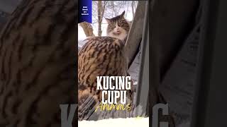 Kucing cupu bertemu burung hantu #WorldArtAniamls