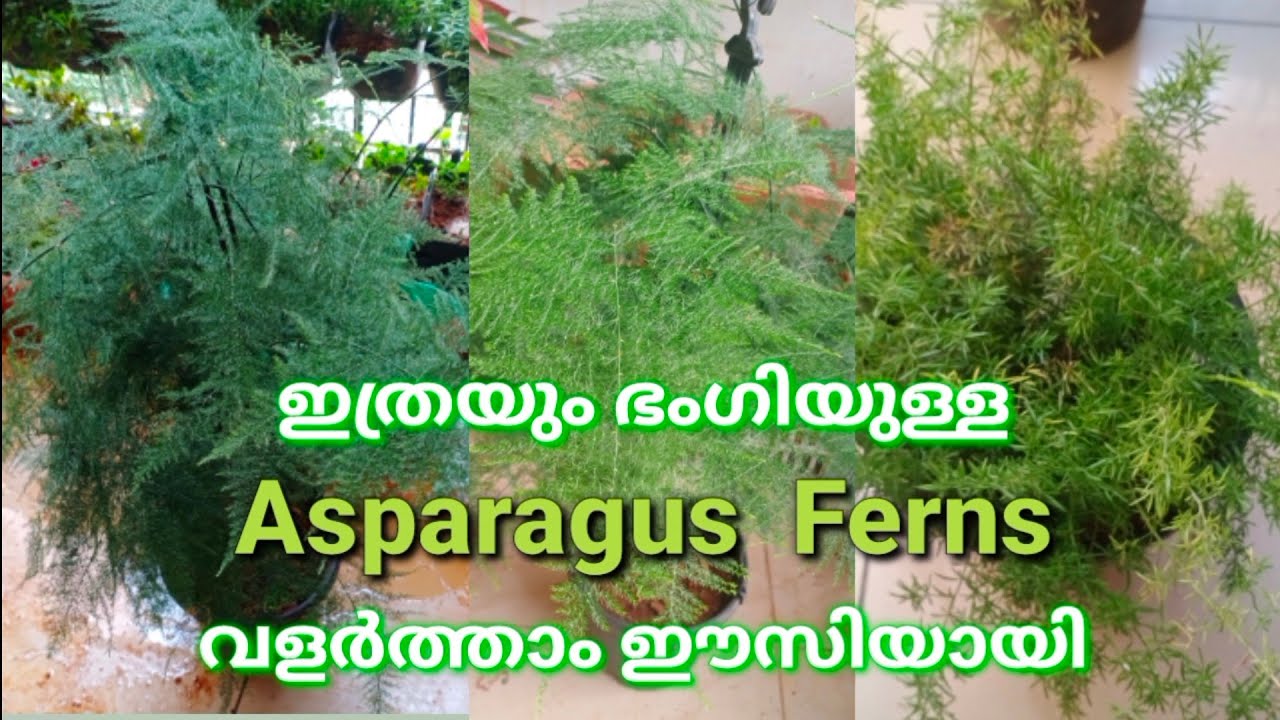 Asparagus Fern care in Malayalam/How to grow and care Asparagus plants